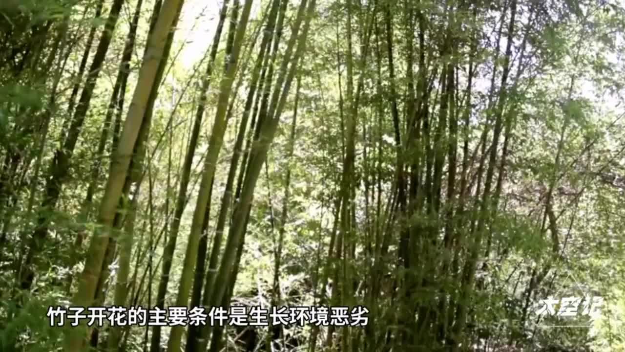 竹子开花赶紧搬家有何科学道理真佩服劳动人民的智慧