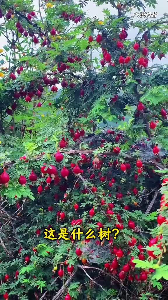 水果你经常吃可是你知道成熟季节和果树模样吗科普23种果树