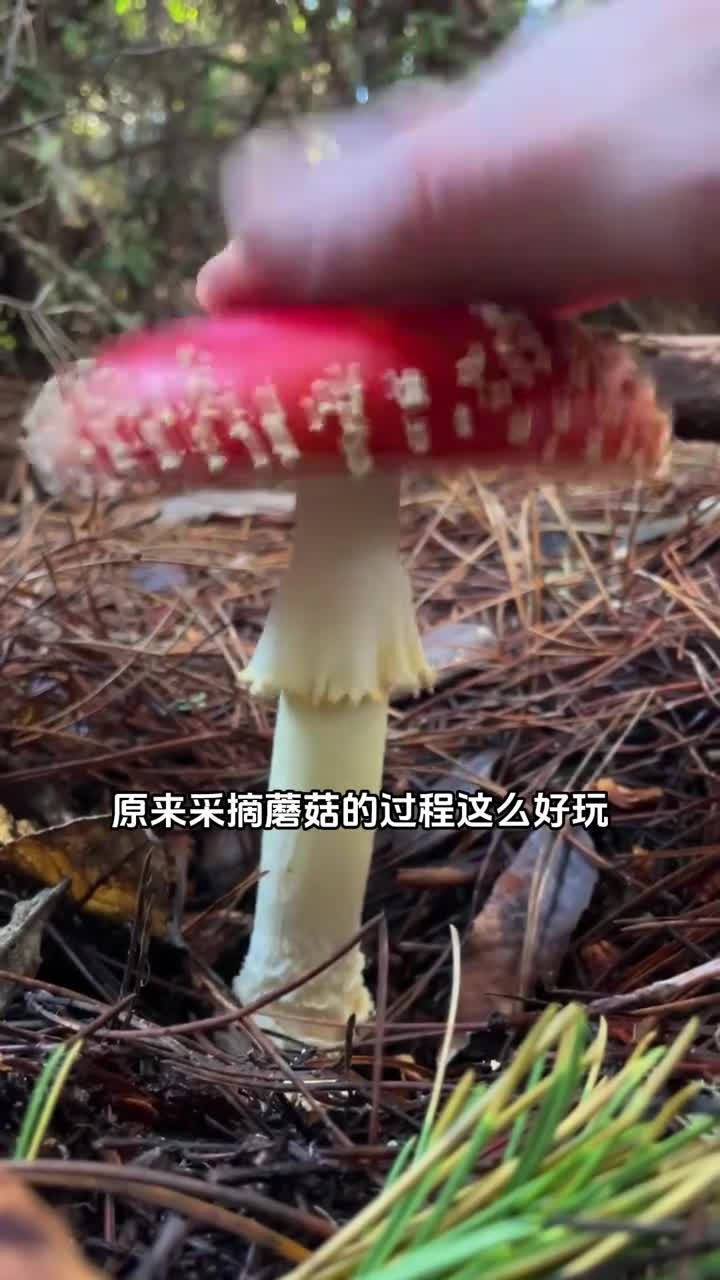 采摘蘑菇之前为什么要拍打蘑菇头