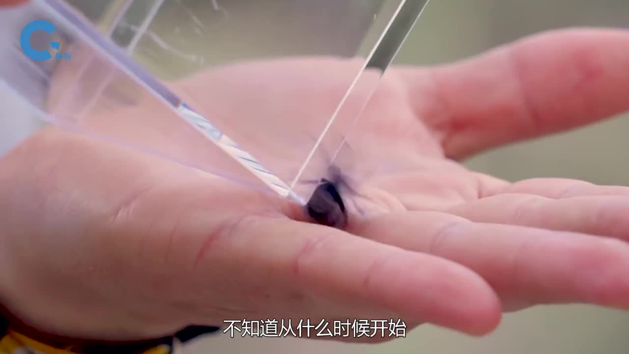 黑寡妇vs水银究竟谁的毒性更强