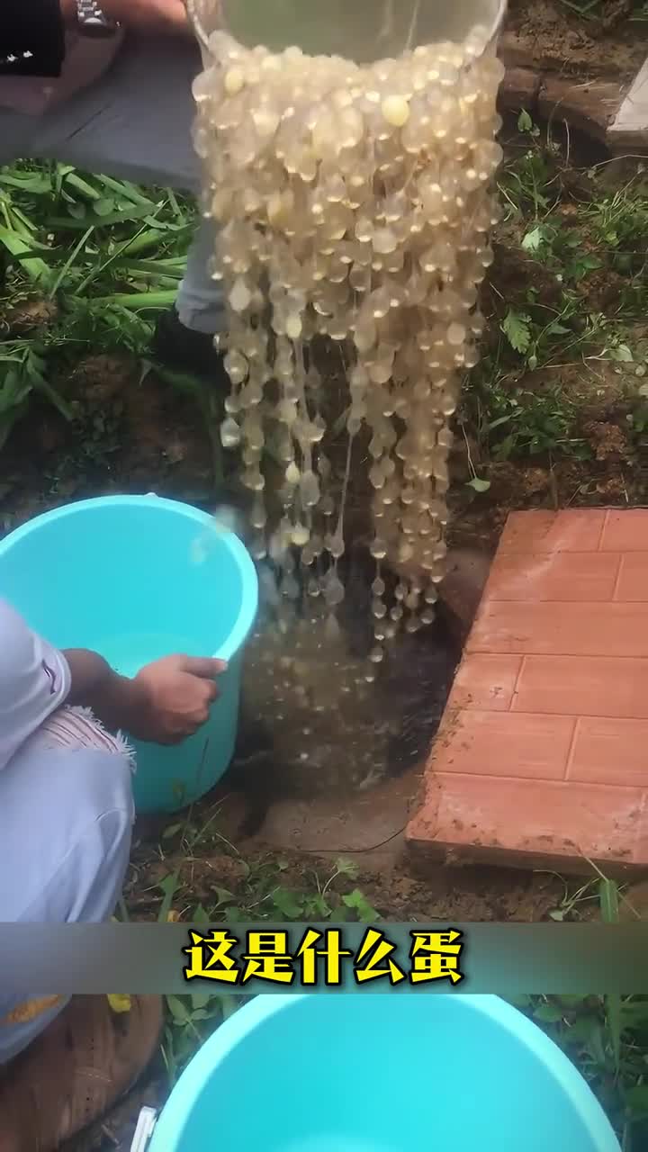 奇奇怪怪的35种蛋快来看看你认识几种