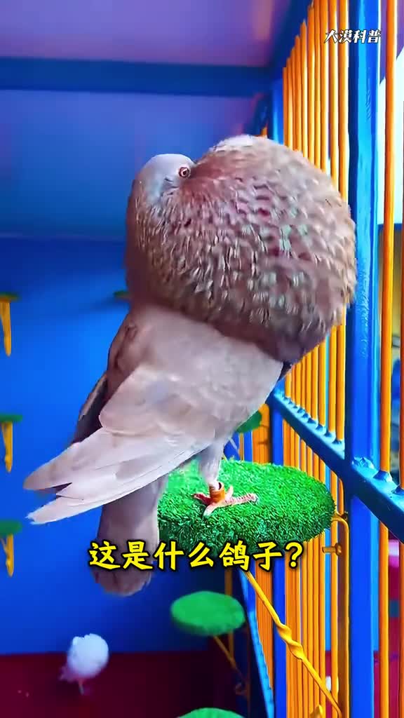 这样的鸽子你见过没科普分享17种非常有特色的鸽子了解一下