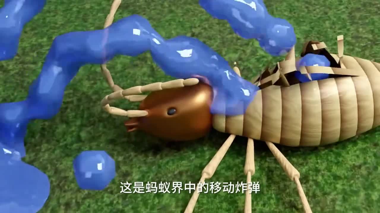 蚂蚁界的移动炸弹巴西白蚁勇士