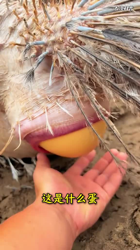 动物你见过可你认识它们蛋的模样吗科普分享33种奇特的蛋