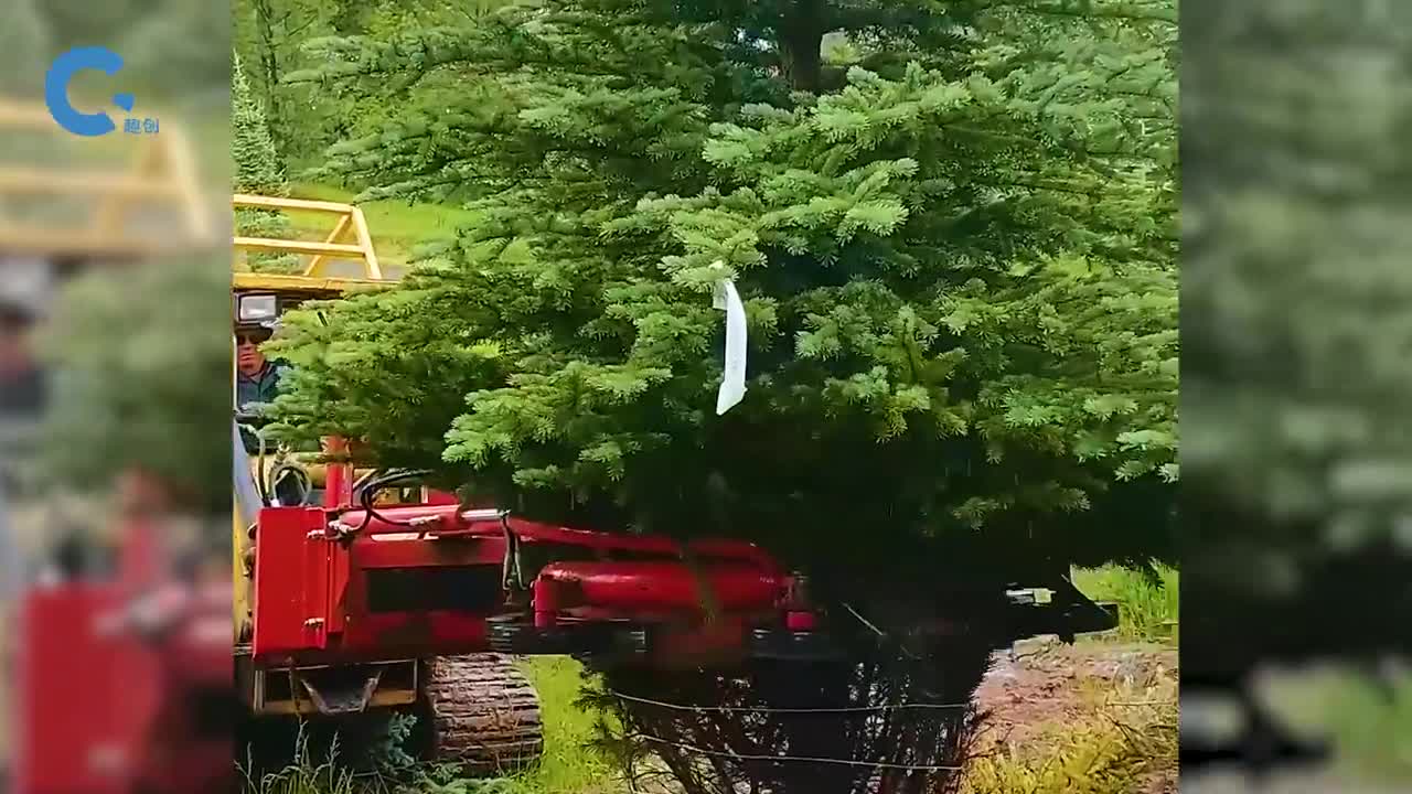 如何机械化打包圣诞树机器绕着树干转圈捆绑