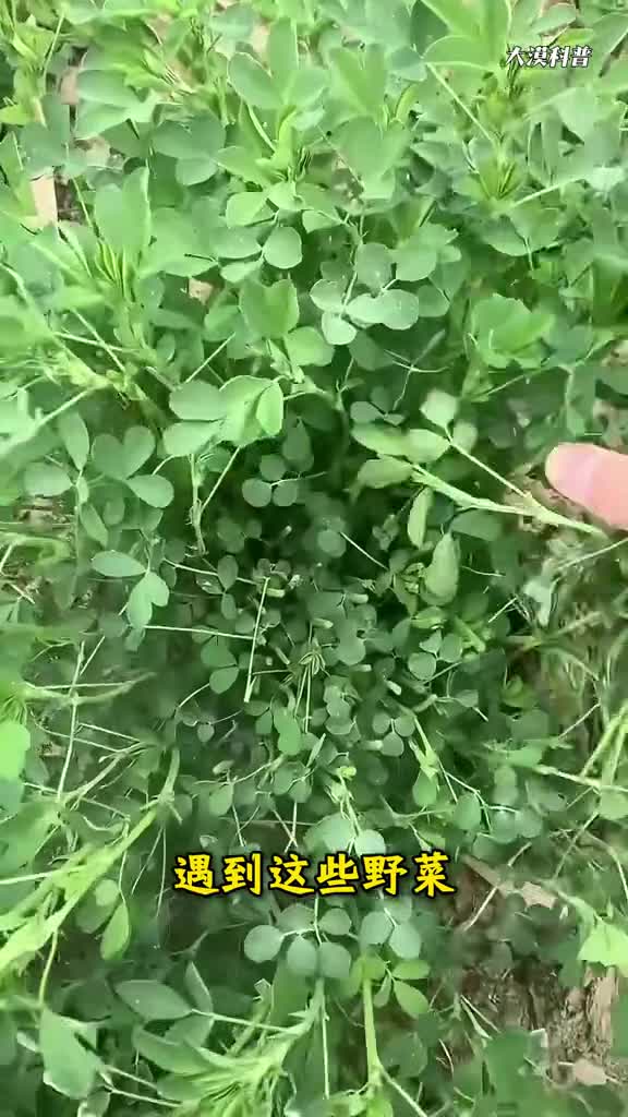 16种可以吃的野菜