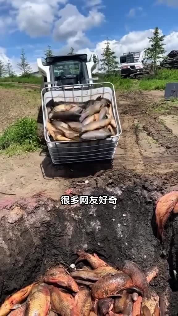 美国亚洲鲤鱼泛滥成灾肥美的鲤鱼被倒入土坑中