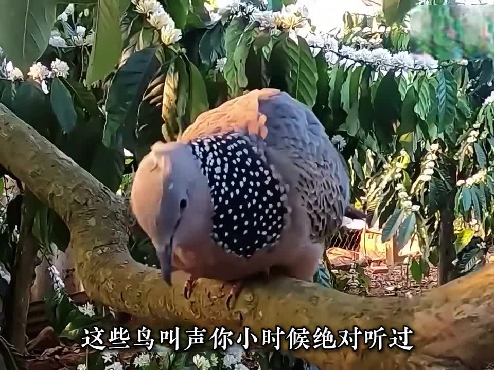 这些记忆中的鸟叫声你曾经听过可估计都没咋见过长的啥样