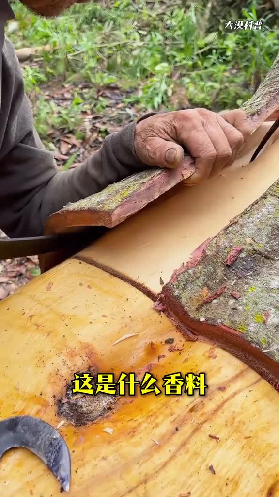 香料植物你见过几种科普分享27种香料植物