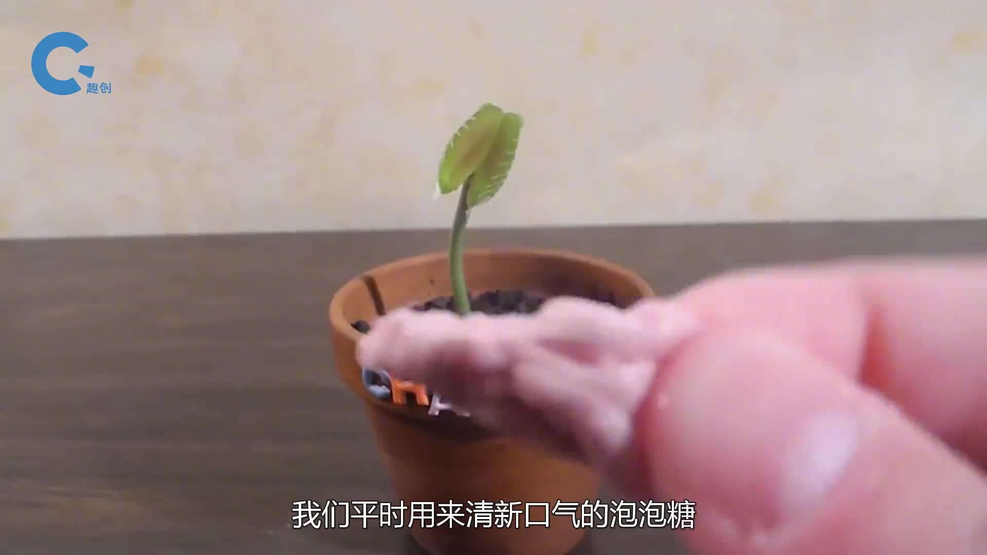 将泡泡糖放进捕蝇草的嘴里会怎样老外亲测网友这是啥操作