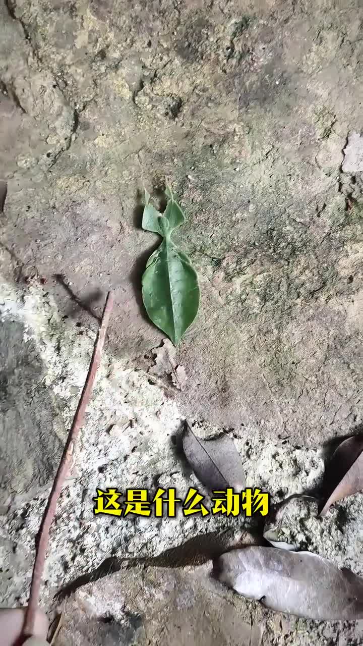 特别罕见的32种动物你认识几个