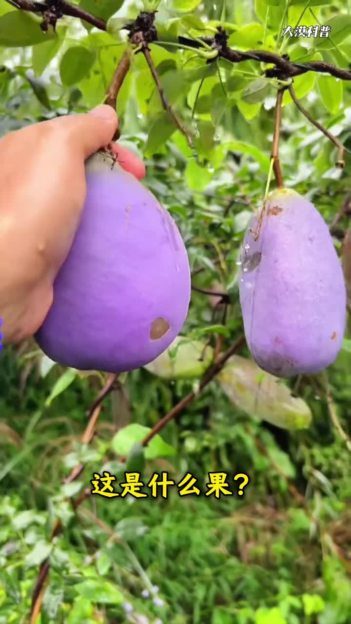 大漠带你认识40种冷门水果看看你吃过几种