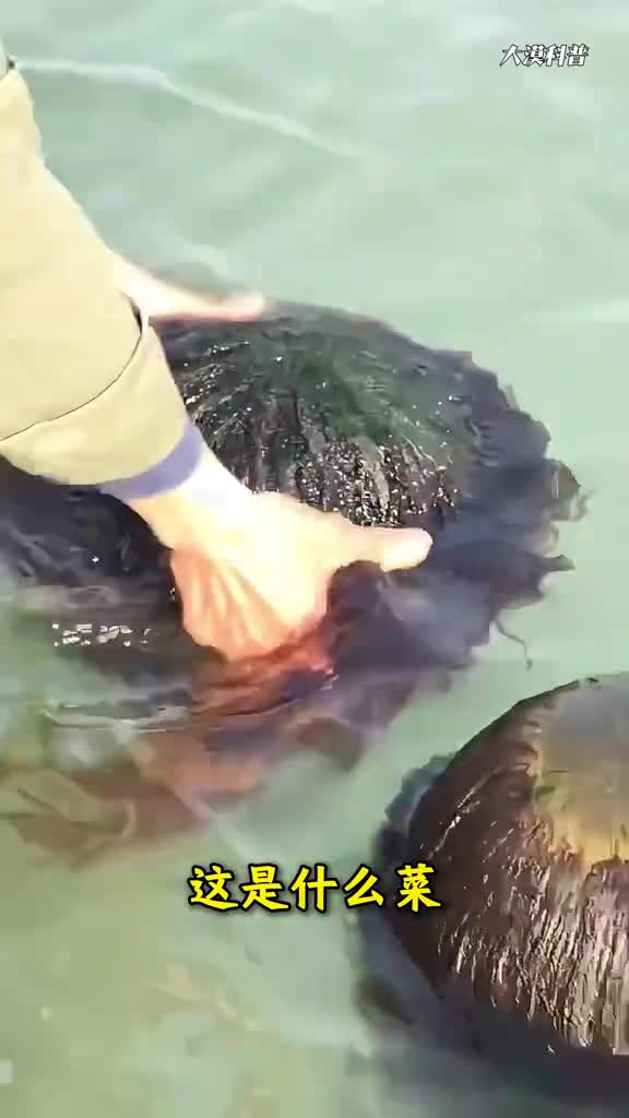 吃货看过来科普分享16种海洋里面常吃的菜你都吃过几种