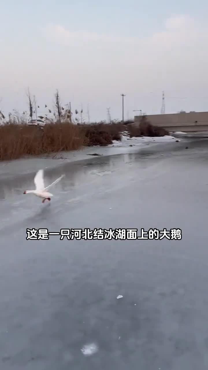 大鹅试图混进天鹅群