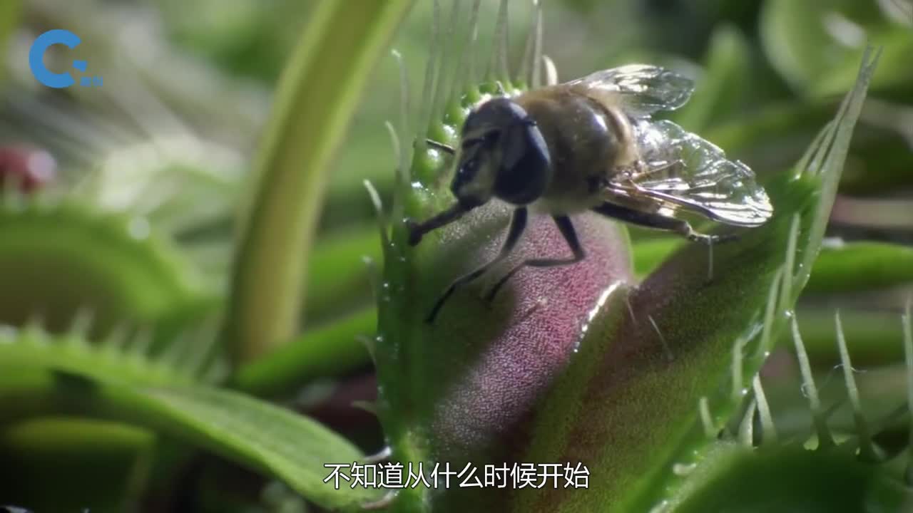 捕蝇草能消化人的手指吗老外将手放在里面24小时结果尴尬了