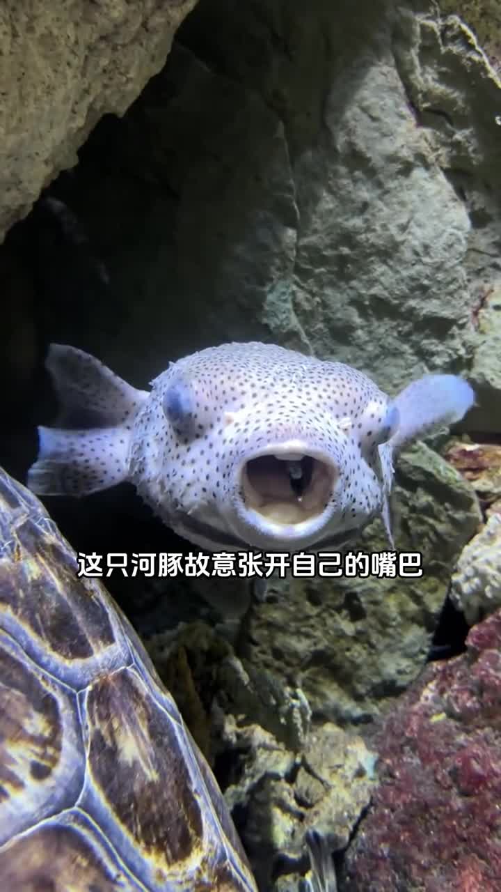 海洋里的清洁工免费提供上门清洁服务老好鱼了