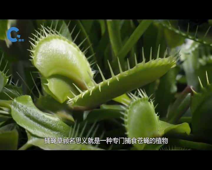 将捕蝇草和黄蜂放在一起会怎样老外大胆实验结局尴尬了