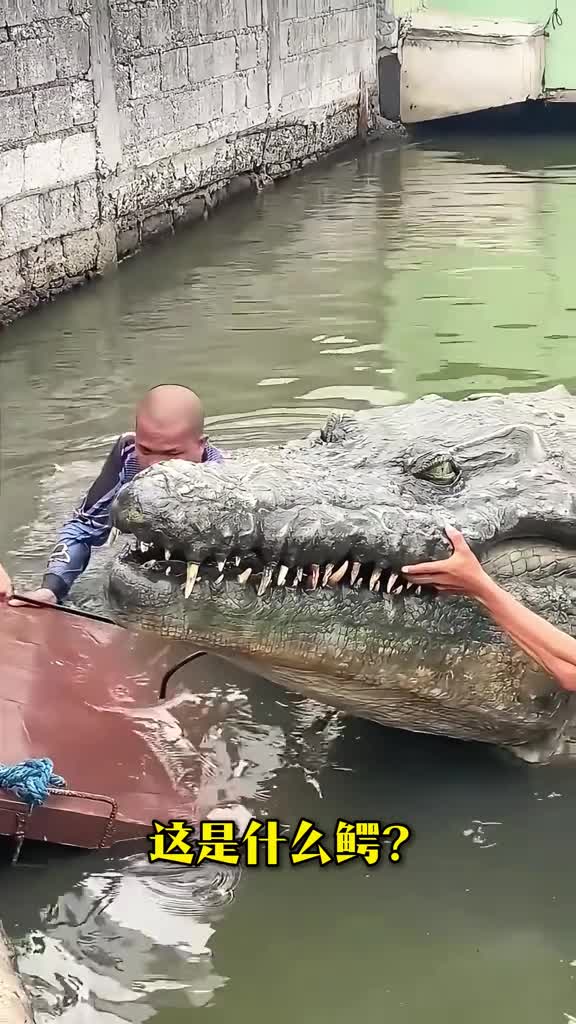 7米长的巨鳄你见过没大漠带你一次性了解18种不同种类的鳄鱼