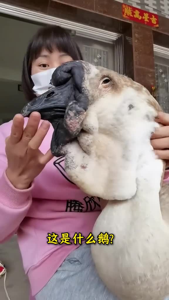 原来鹅也有这么多种分享科普18种鹅来看看你认识几种