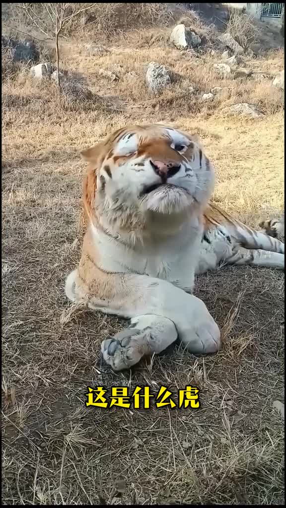 科普分享10种老虎你认识几只