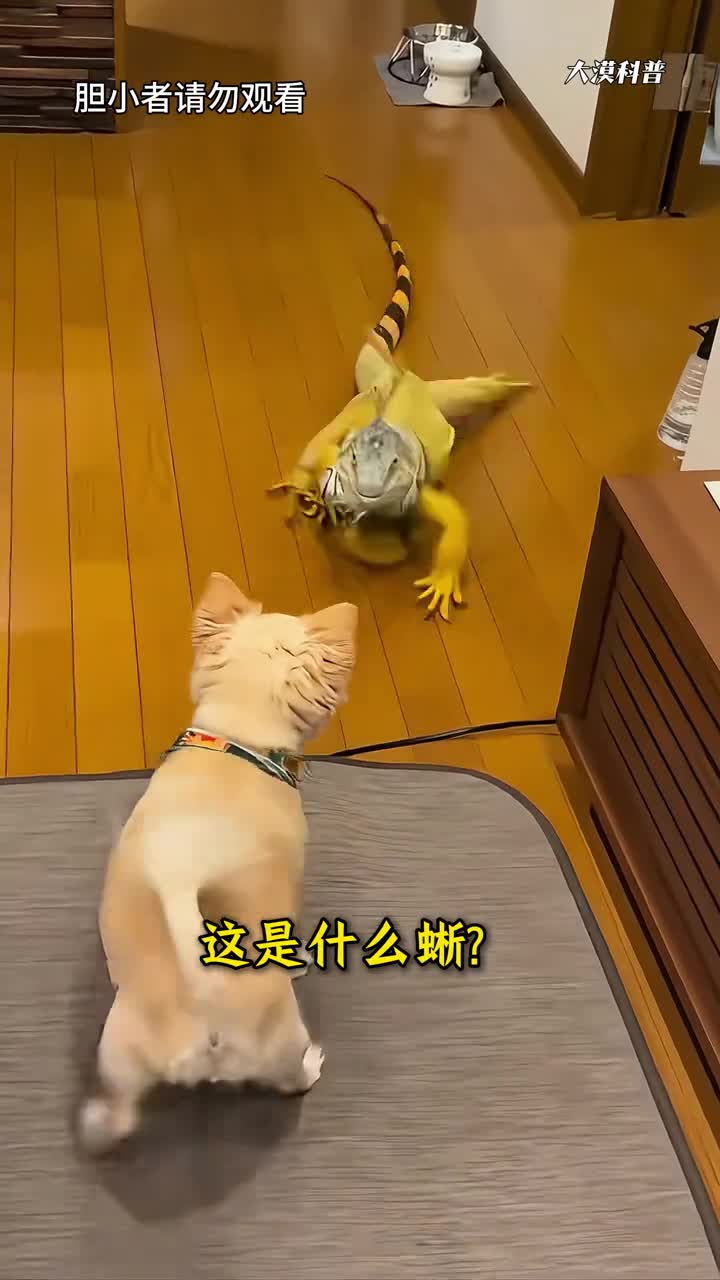 精心收集30种不同的蜥蜴每一种都很奇特看看你认识几种