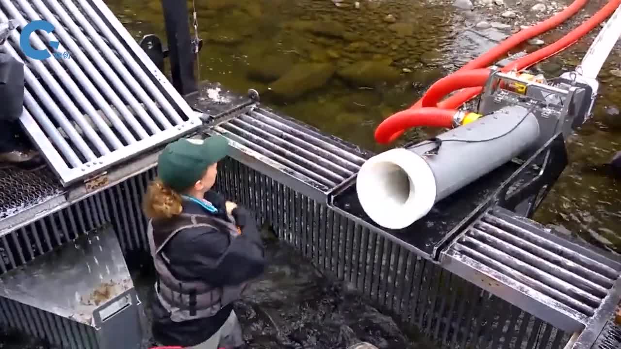 造福鱼儿的洄游大炮把鱼射过数十米高的大坝