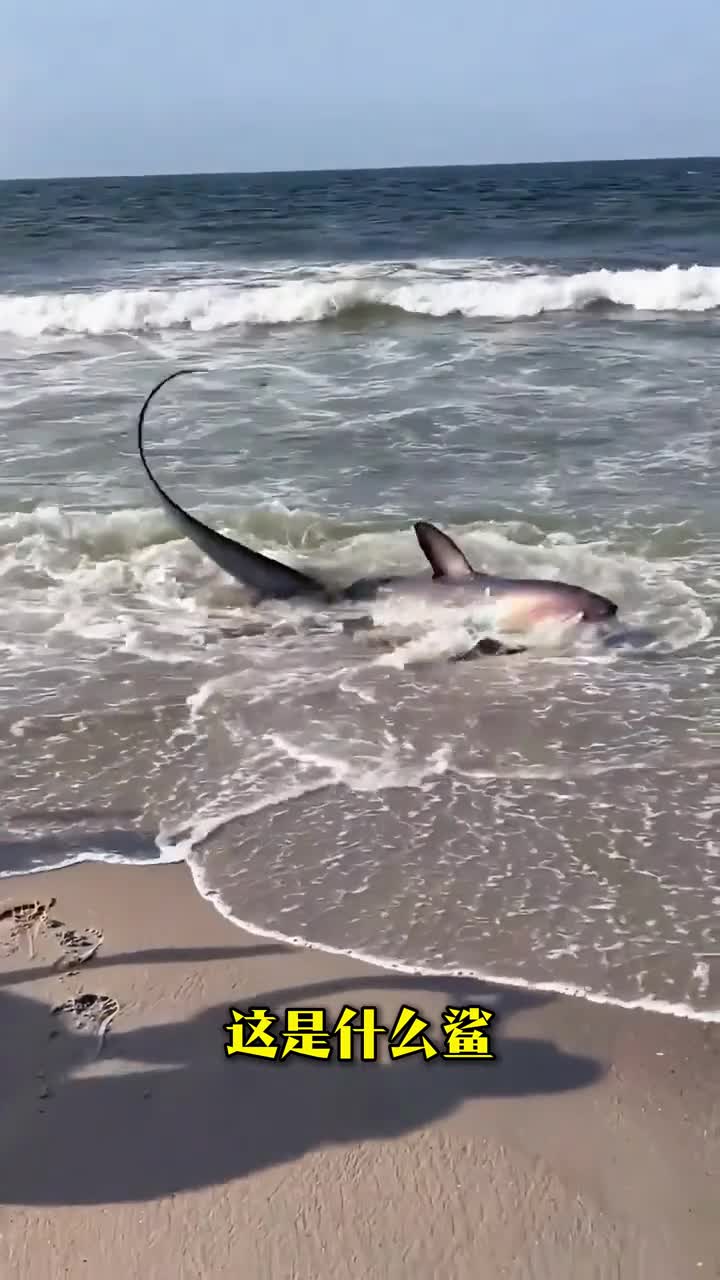 科普分享12种独特鲨鱼你认识几种