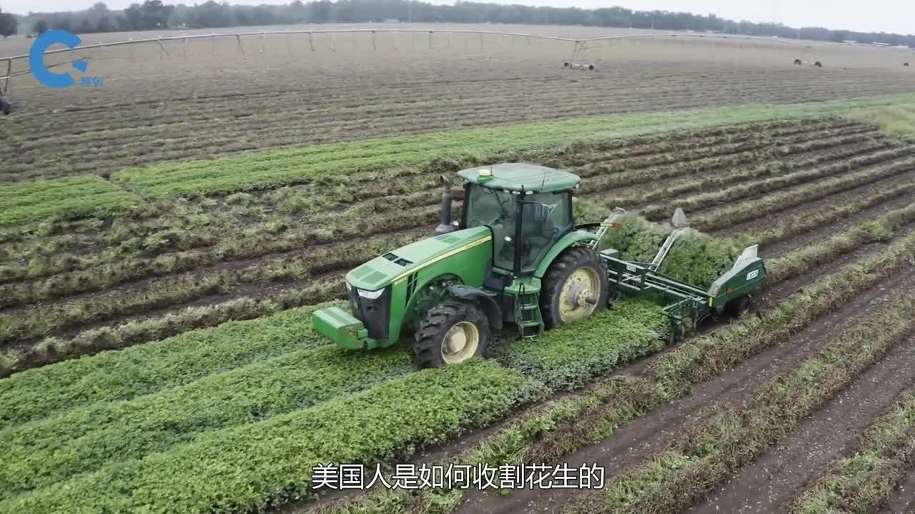 美国人是如何收割花生的一台机器拖着六排旋转锯齿