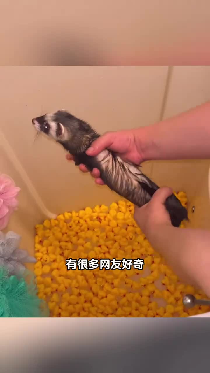 雪貂洗澡被拧干的视频到底是不是真的