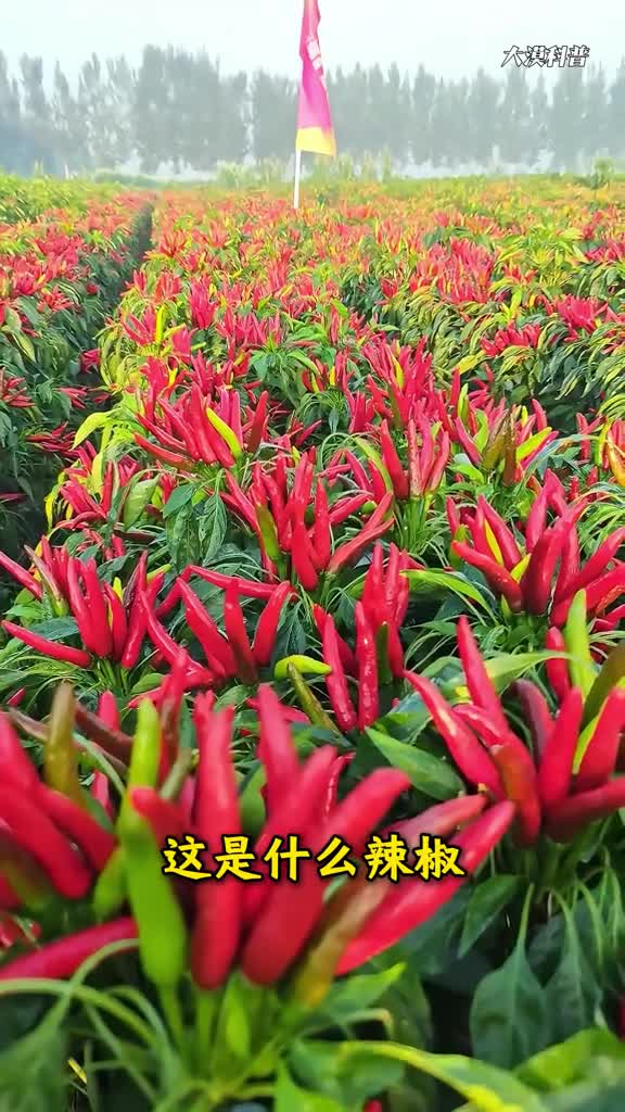 你能吃辣吗分享科普35种不同品种的辣椒你都吃过几种
