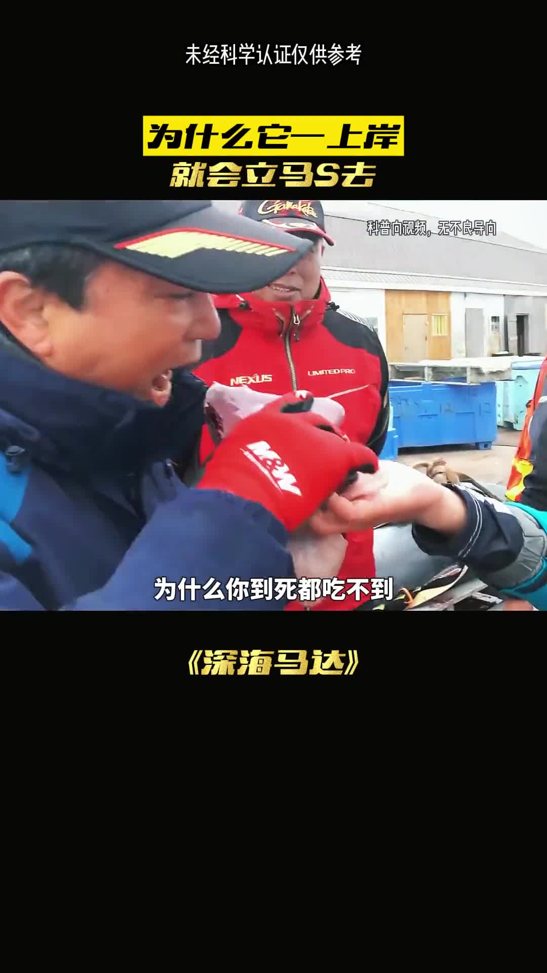 为什么买不到活的金枪鱼