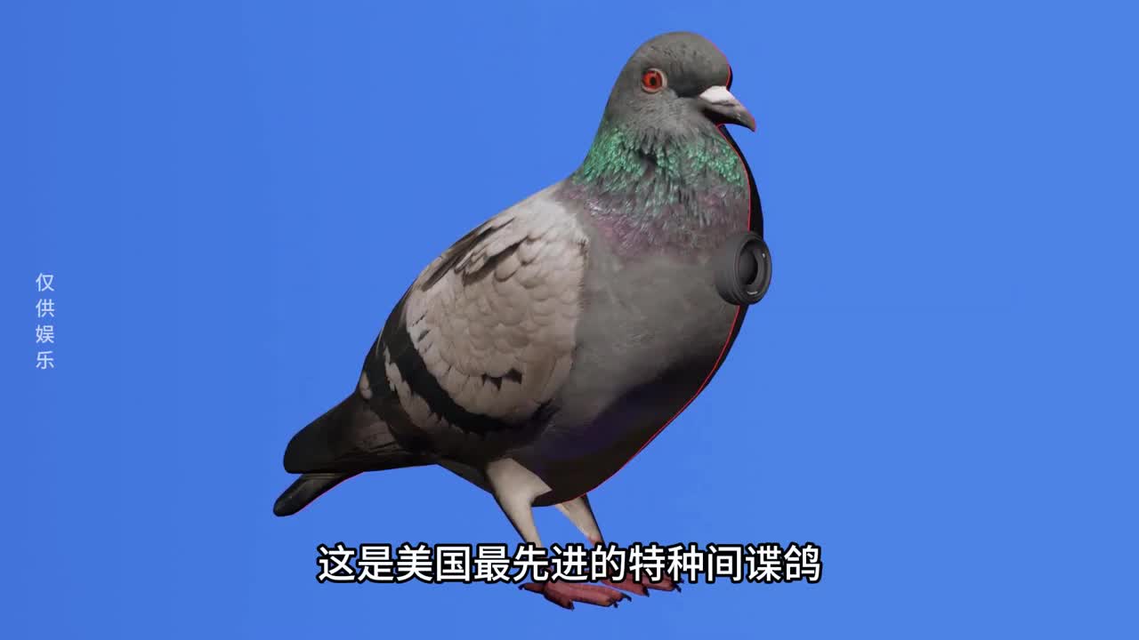 美国间谍鸽是如何工作的