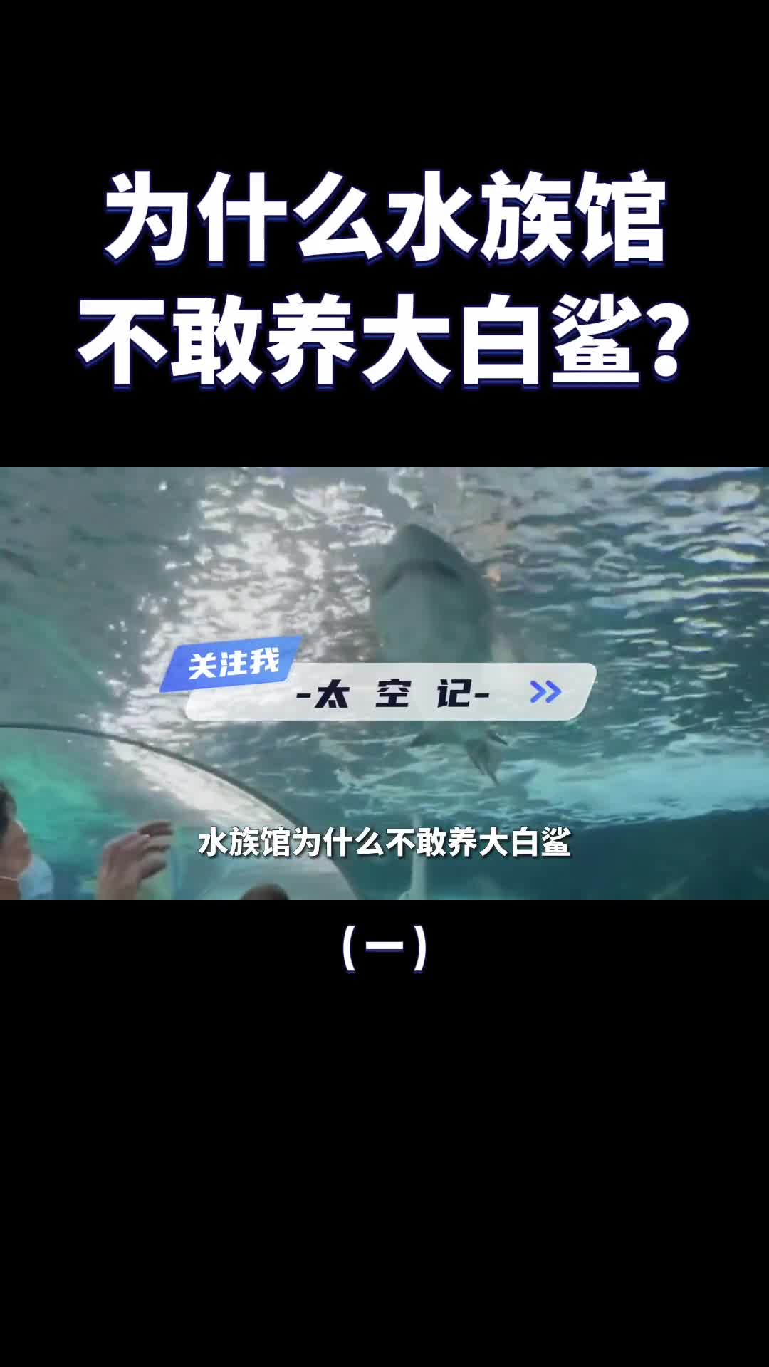水族馆很少有大白鲨是养不活还是太凶猛原因找到了