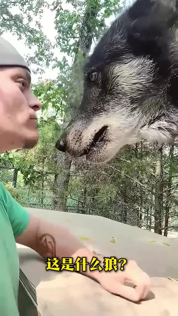 体长两米的狼你见过吗大漠带你一次性认识20种不同品种的狼