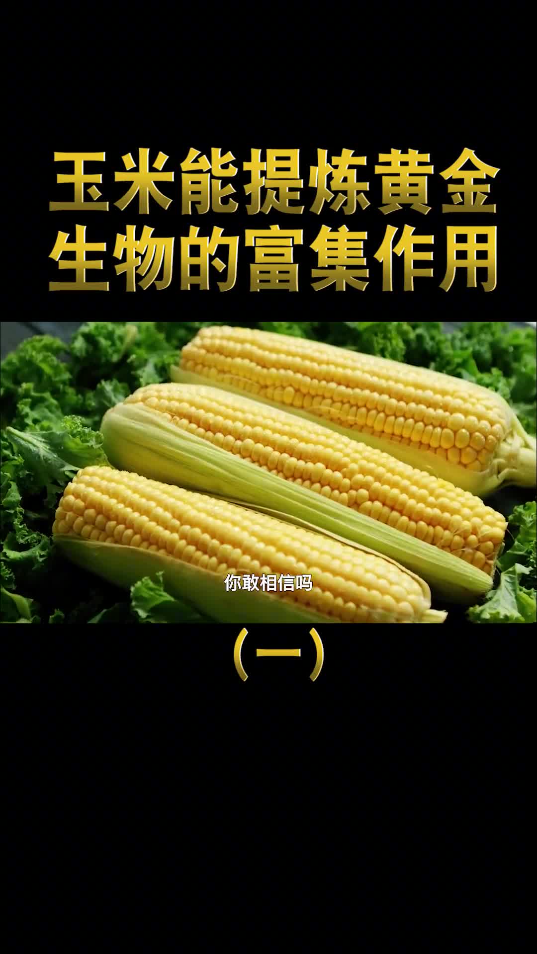 玉米中能提炼出黄金生物的富集作用到底隐藏了多少未知