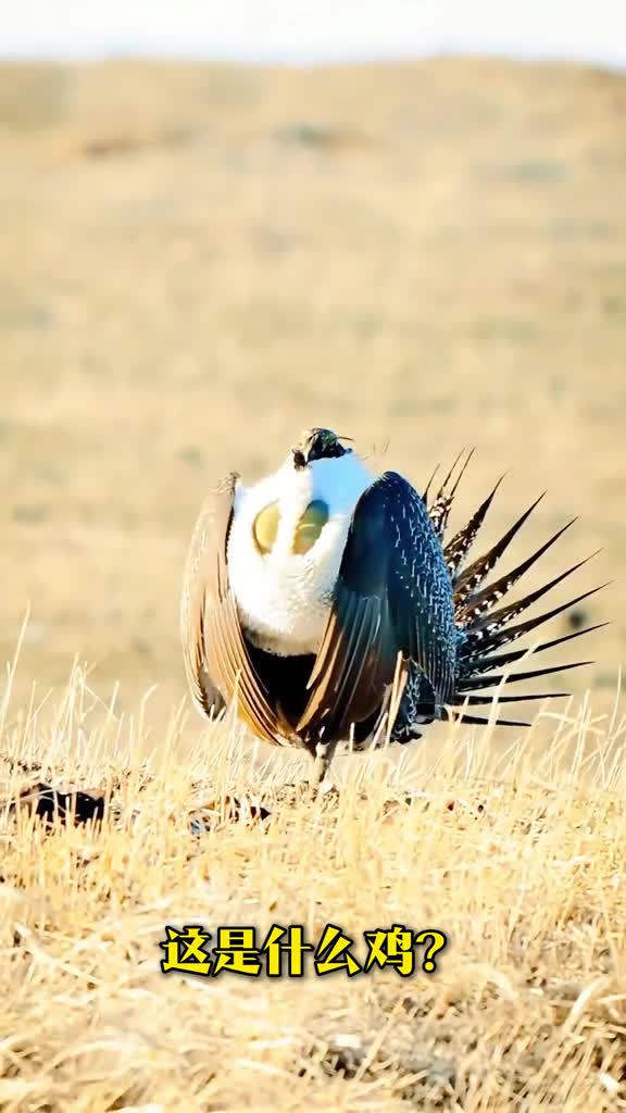 千奇百怪的鸡你见过几种科普40种不同的鸡颠覆你的认知