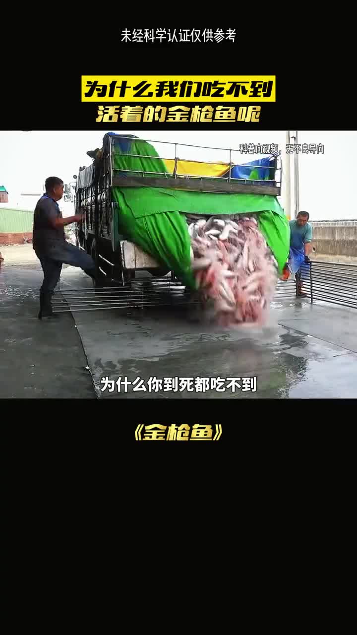 为什么买不到真的金枪鱼