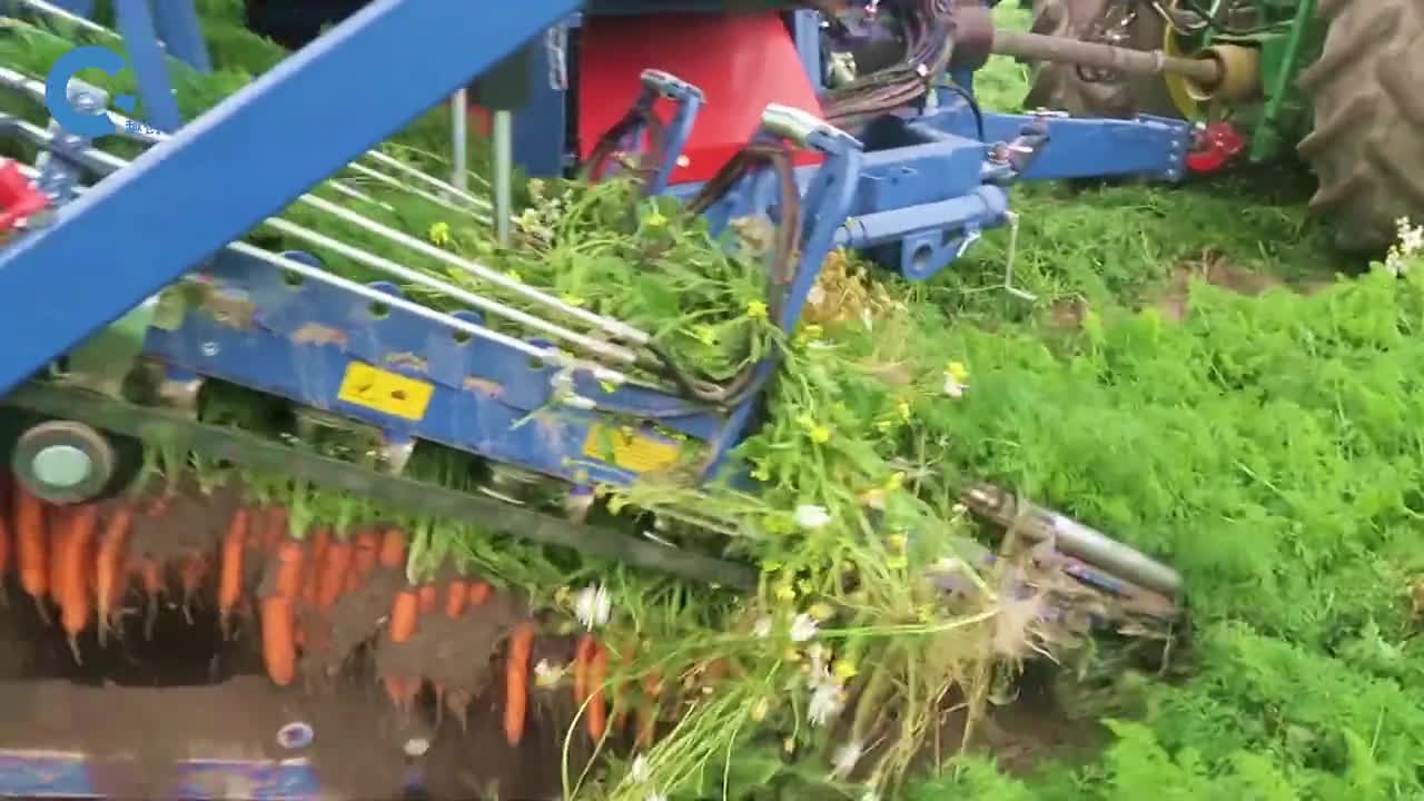 国外是如何机械化收割胡萝卜的机器行驶过去胡萝卜被连根拔起