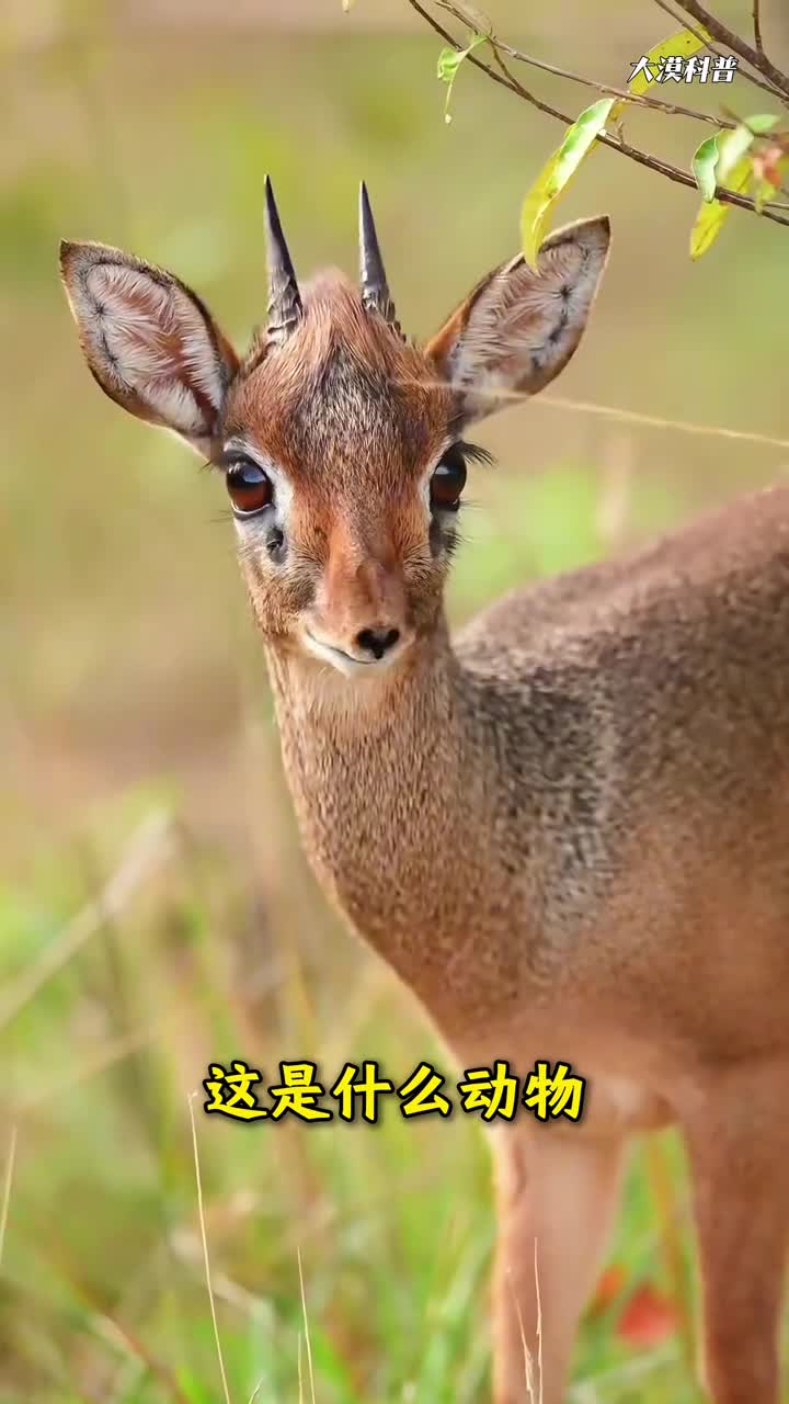 大漠带你认识11种稀有罕见的动物你认识几种