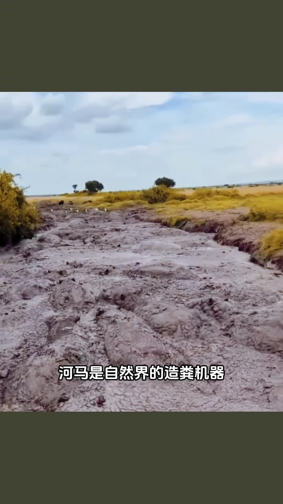 河马被称为自然界的造粪机器一天能拉60斤