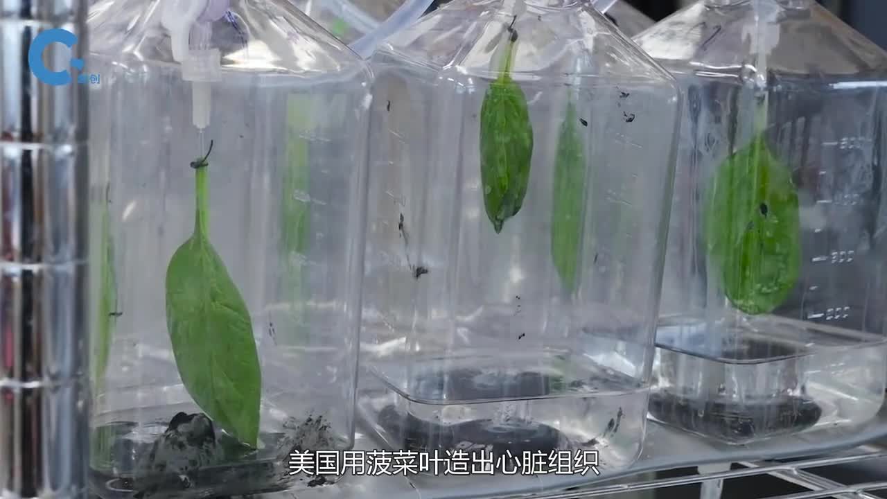 美国用菠菜叶造出心脏组织并且还实现了血液循环