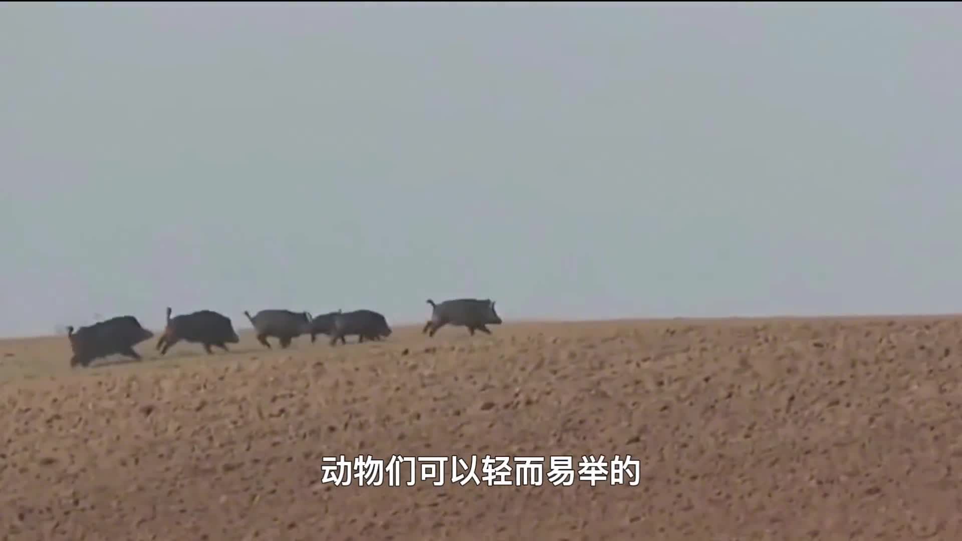 为什么动物会害怕屠夫屠夫身上真有煞气存在吗