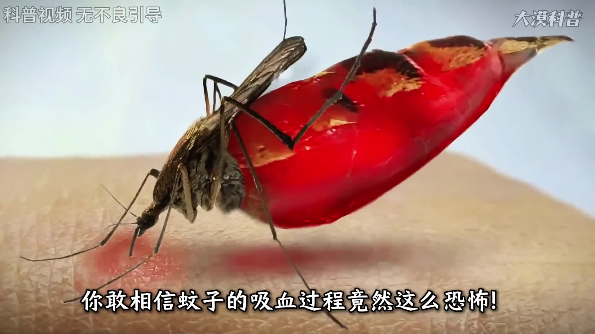 3分钟看完蚊子叮咬人全过程没想到蚊子这么恐怖完全超出想象