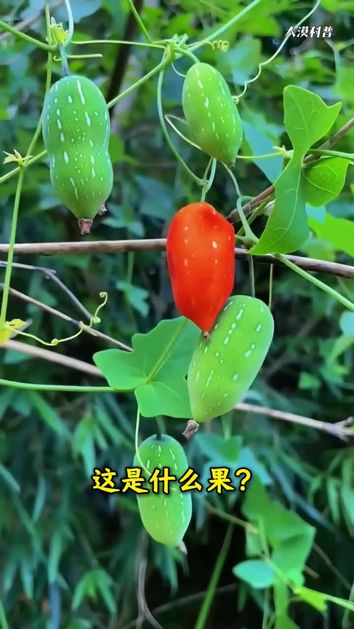 科普分享52种小众果子你吃过哪几种