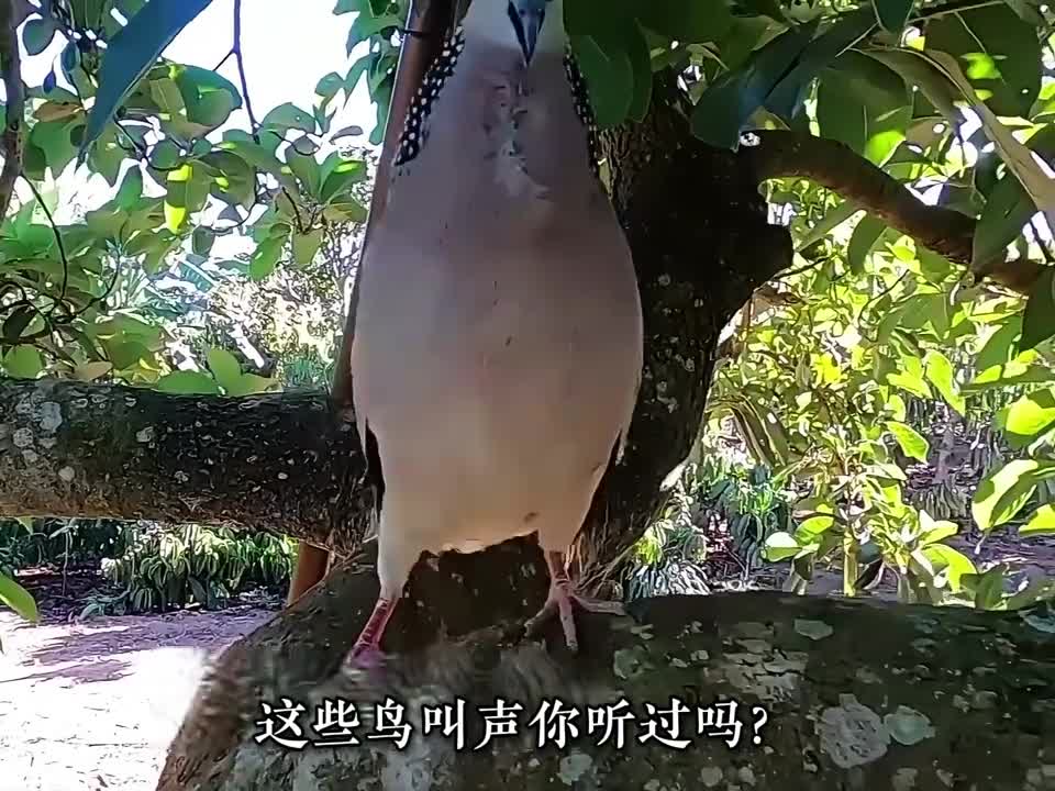 这些鸟叫声你听过吗你知道对应的鸟的名字吗你知道鸟长啥样吗