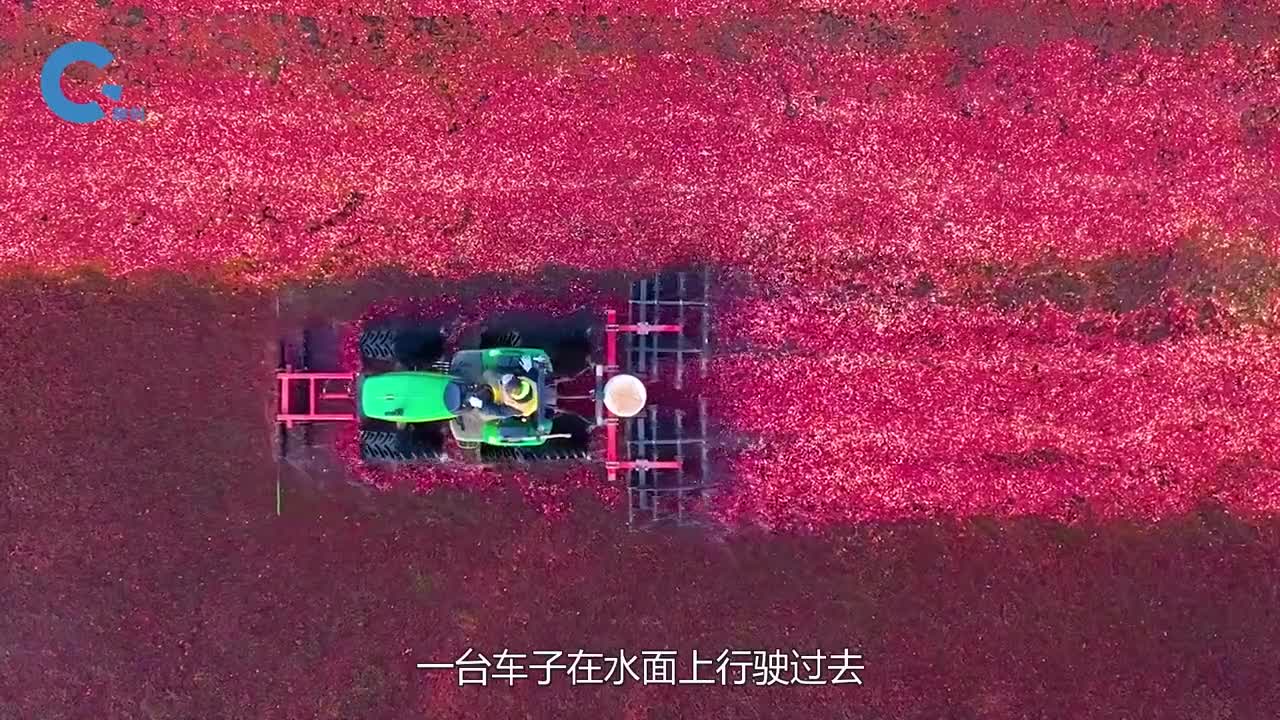 收获蔓越莓的特殊方法让它们全部漂在水面上
