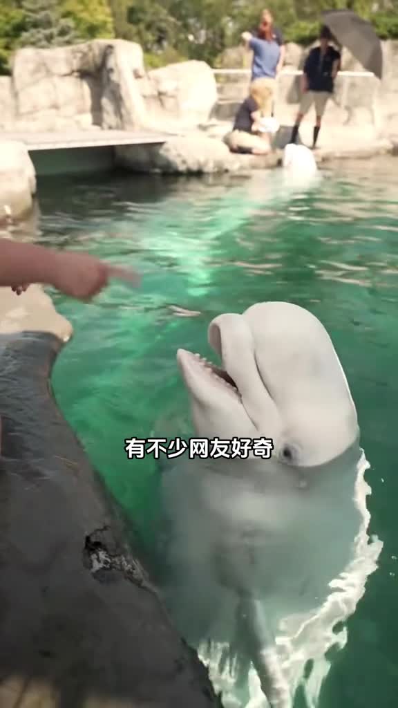 白鲸的脑袋是软的还有着16块腹肌