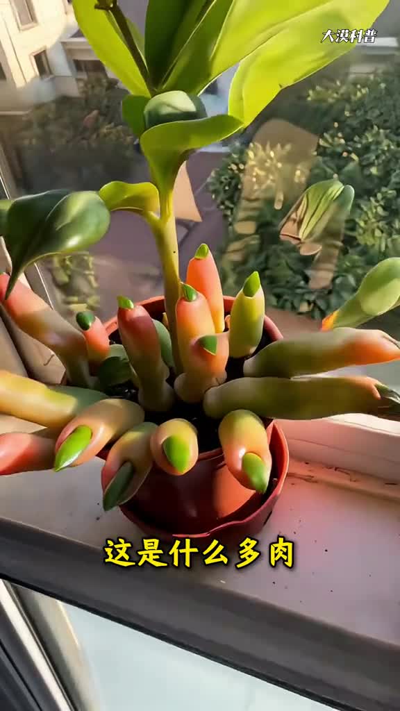 精心收集48种漂亮的多肉植物每一种都很奇特看看你养过几种超全哦时间较长耐心看完哈