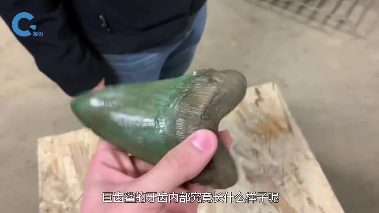 巨齿鲨的牙齿内部究竟长啥样用水刀进行切割这些白点是什么
