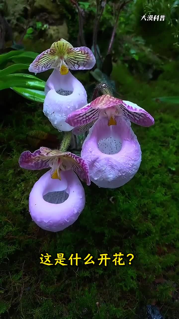 科普分享25种漂亮独特有韵味的花你认识几种